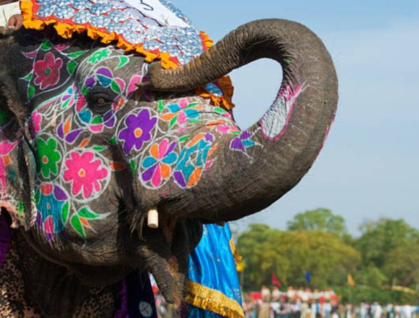 Jaipur Holi Elephant Festival