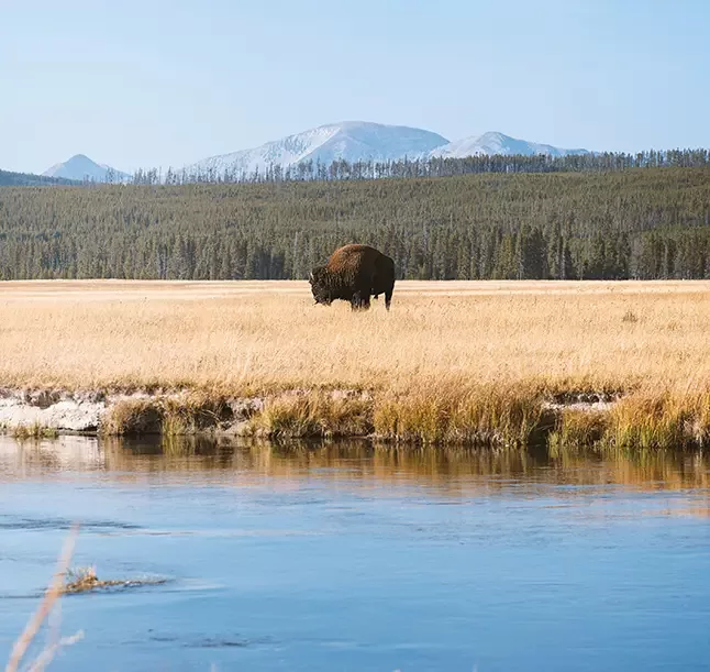 A bison stands majestically in the center of a vast, open field, surrounded by grass and wildflowers.