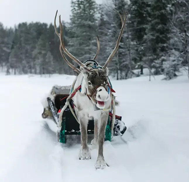A reindeer pulls a sled through a snowy landscape, showcasing the beauty of winter and the spirit of the season.