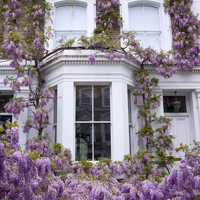 A house façade with a bay window is adorned with vibrant purple wisteria vines in full bloom, covering much of the area around the windows and reaching towards the roof. The architecture is classical with white-painted trim, adding elegance to the scene.