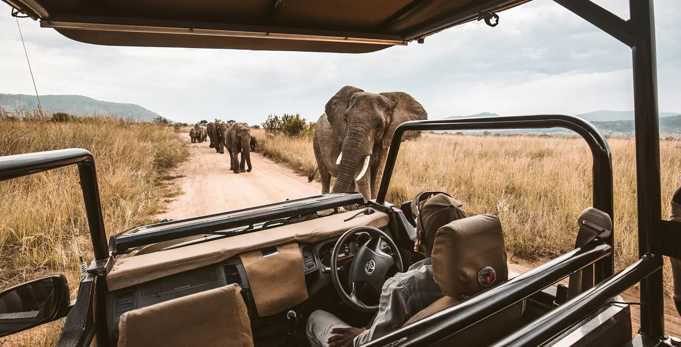 Vintage defender driving through a field full of elephants