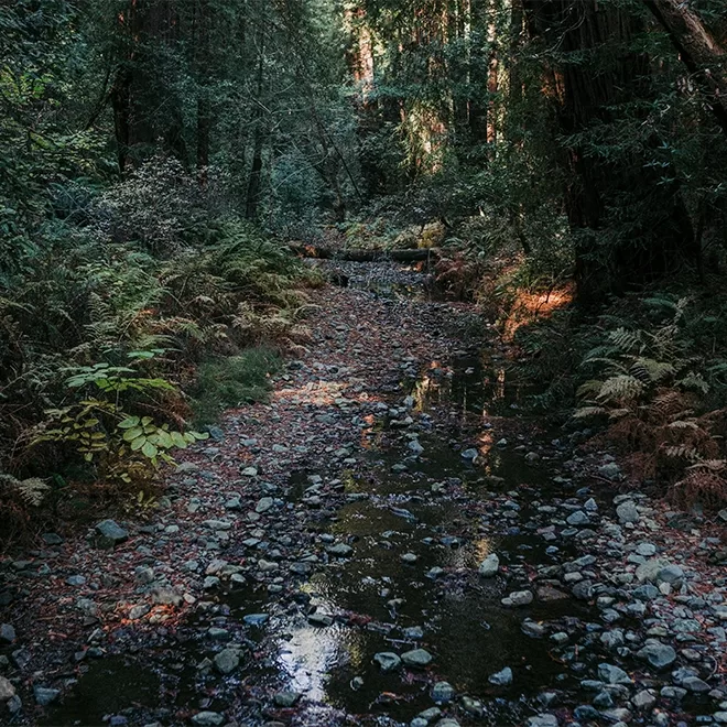 A serene stream at Black Creek Preserve, New York, surrounded by lush greenery and tall trees. The ground is scattered with pebbles and fallen leaves, as sunlight filters through the canopy, creating sparkling patches of light on the water.