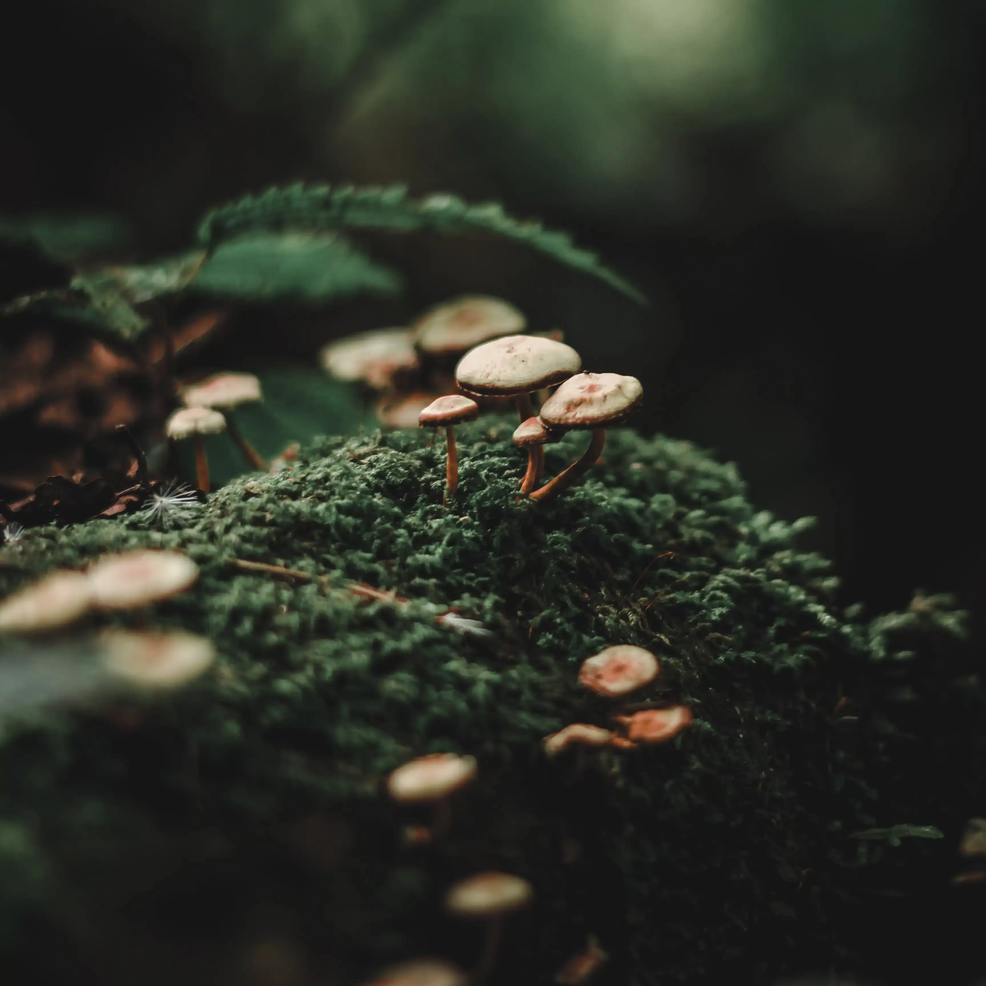 Mushrooms growing on leaves