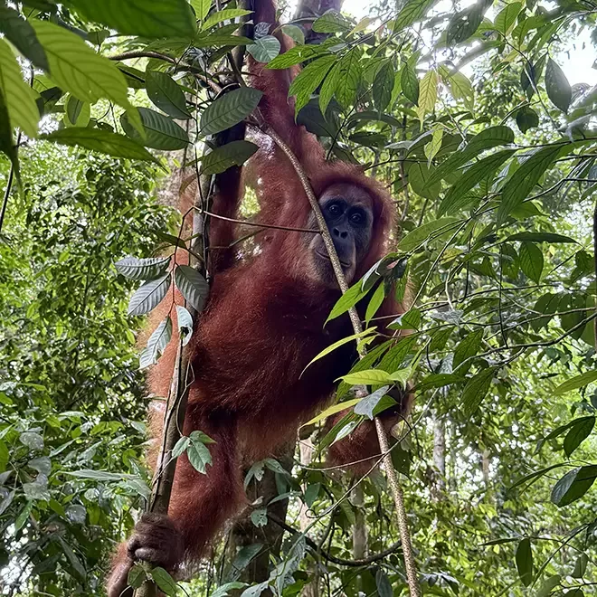 An orangutan with reddish-brown fur hangs from tree branches, surrounded by dense green leaves in a forest setting.